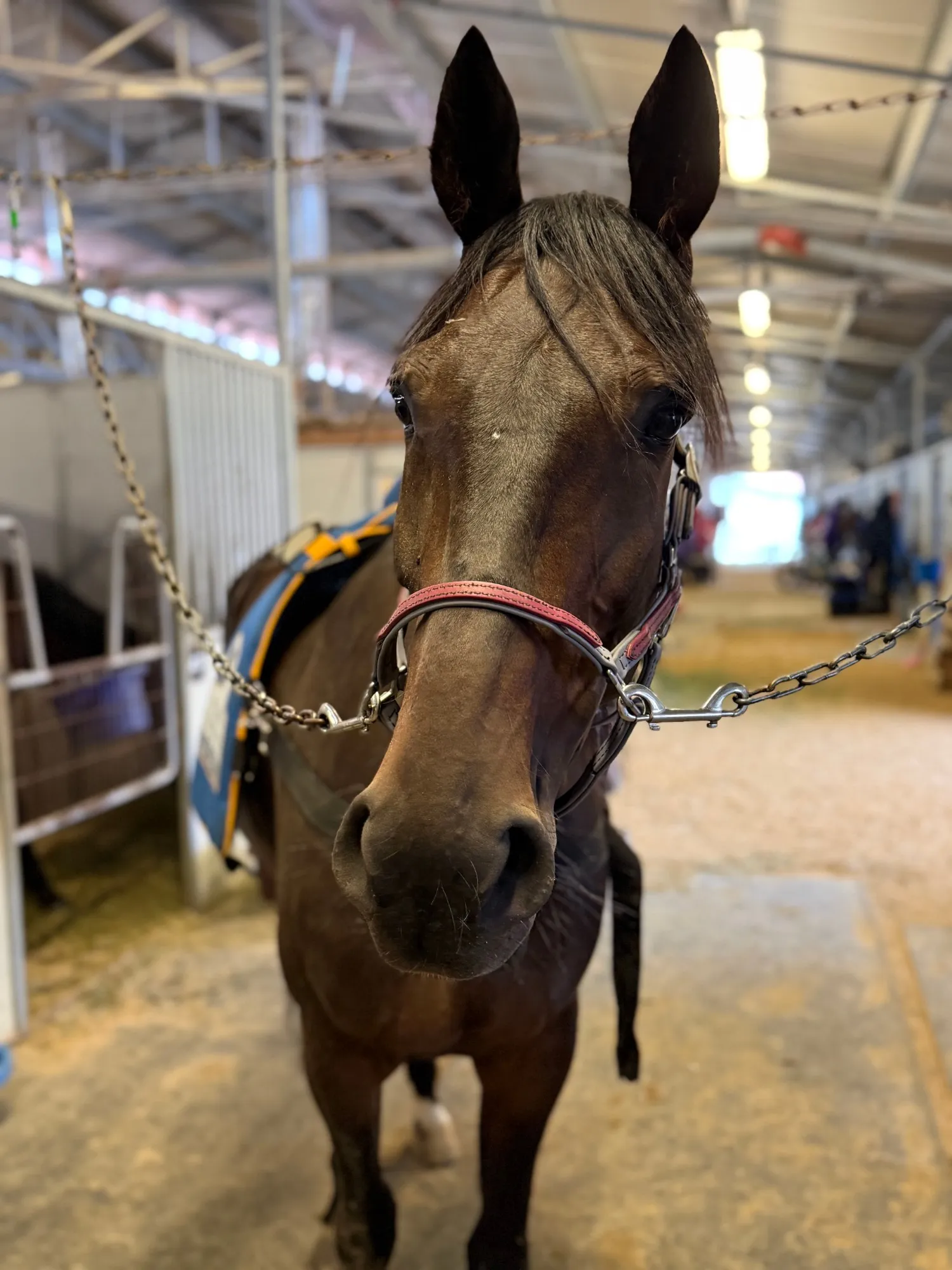 Thunder Down Under, a bay horse on cross-ties in a barn aisle, ears forward and looking at the camera